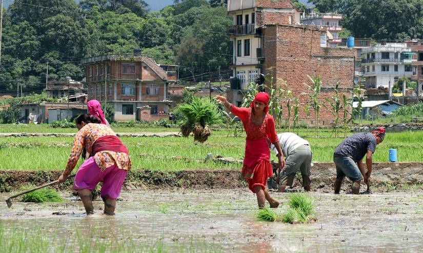 लम्पीस्किन रोगको प्रभाव रोपाइँमा पनि